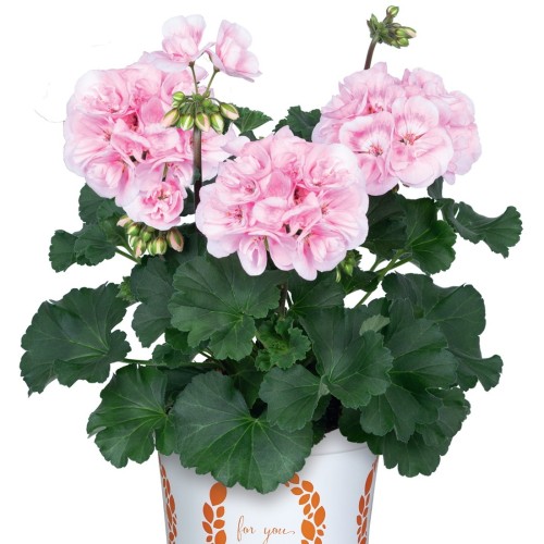 Pelargonium 'Savannah® Pink Shades' - Pelargoon 'Savannah® Pink Shades' P9/0,55L  